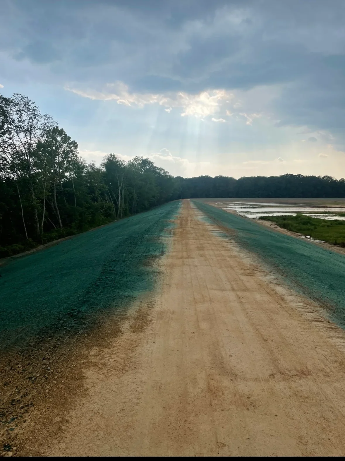 Unpaved rural road with teal dust control treatment applied to surface, flanked by birch trees and wetland